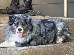 Reunited Female Dog last seen Churn Creek Road, Redding, CA 96002