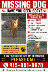 Lost Female Dog last seen Horizon/ Eastlake Area, El Paso, TX 79928