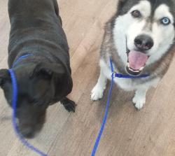 Reunited Male Dog last seen river city scuba, Columbus, GA 31909