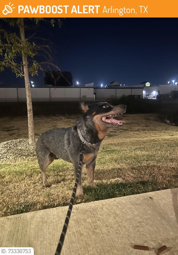 Found/Stray Male Dog last seen Dave & Busters, Arlington, TX 76018