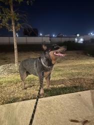 Found/Stray Male Dog last seen Dave & Busters, Arlington, TX 76018