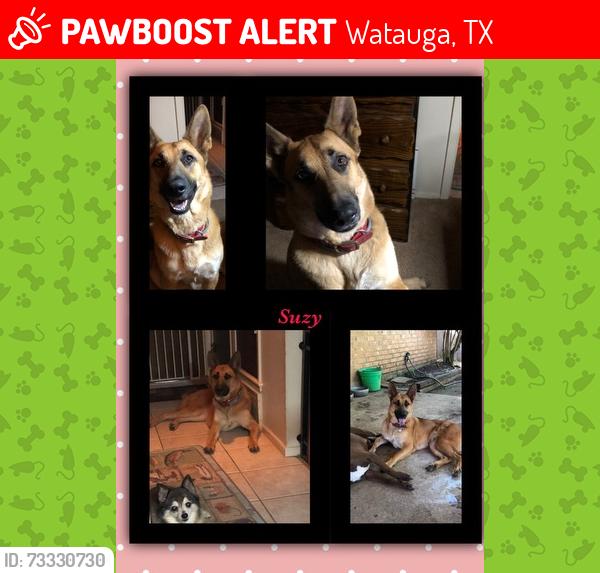 Lost Female Dog last seen Rufe Snow @ Hightower, Watauga, TX 76148
