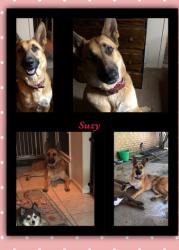 Lost Female Dog last seen Rufe Snow @ Hightower, Watauga, TX 76148
