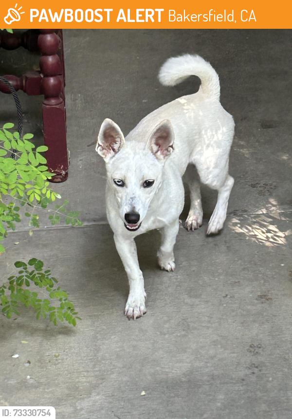 Found/Stray Female Dog last seen Reliance and Harris, Bakersfield, CA 93313
