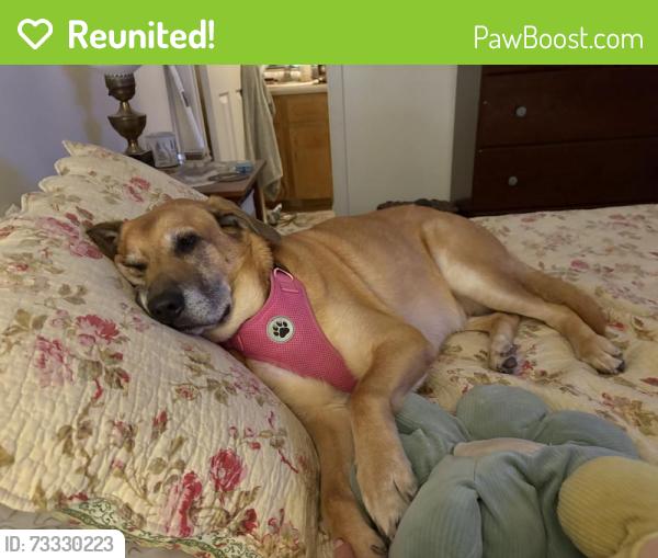 Reunited Female Dog last seen McCotter, Havelock, NC 28532