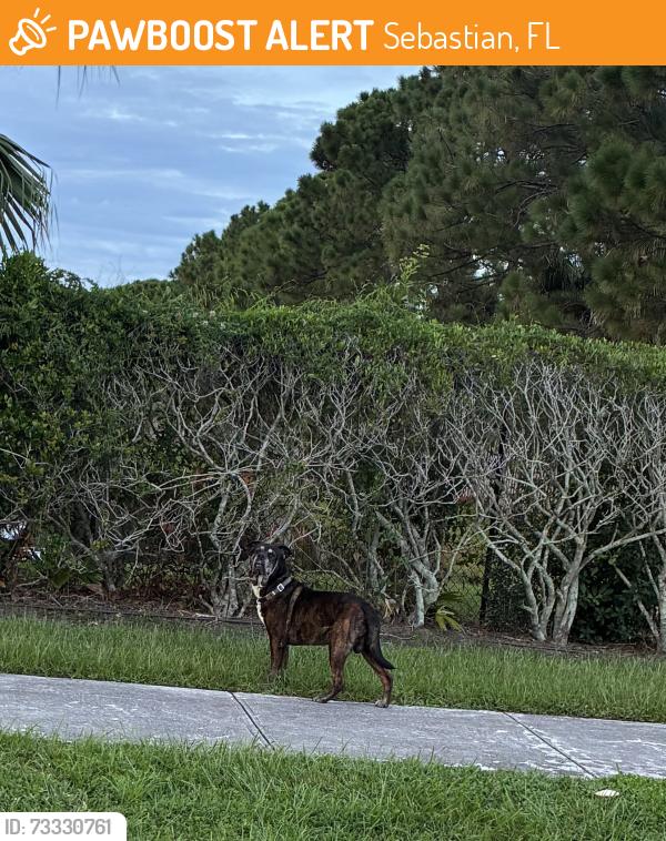 Found/Stray Unknown Dog last seen Laconia, Sebastian, FL 32958
