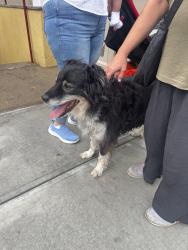 Found/Stray Unknown Dog last seen 69th street and queens midtown expressway, Queens, NY 11378