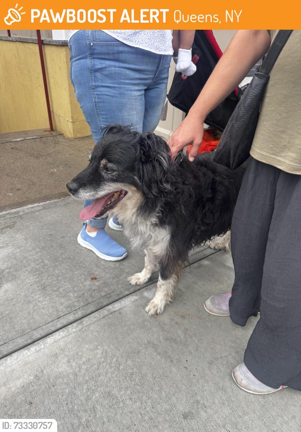 Found/Stray Unknown Dog last seen 69th street and queens midtown expressway, Queens, NY 11378