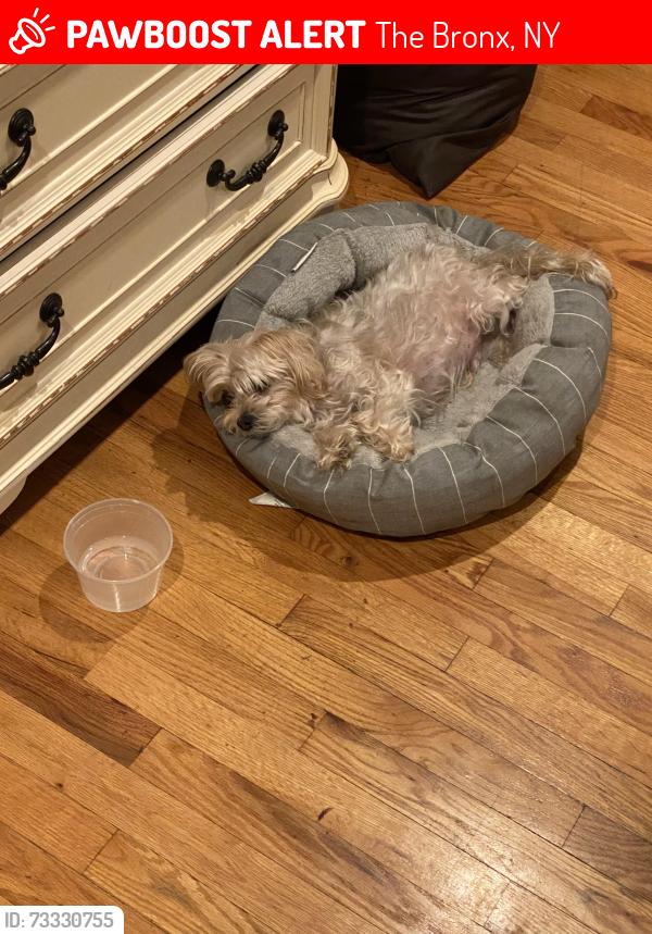 Lost Male Dog last seen Adee ave, The Bronx, NY 10469