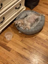 Lost Male Dog last seen Adee ave, The Bronx, NY 10469