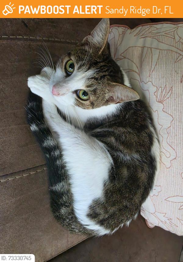Found/Stray Female Cat last seen Osceola polk line rd., Sandy Ridge Dr, FL 33896