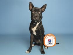 Shelter Stray Male Dog last seen FRONTAGE RD I17 AND NEW RIVER RD, 5501 E Van Buren St, Phoenix, AZ 85008, USA