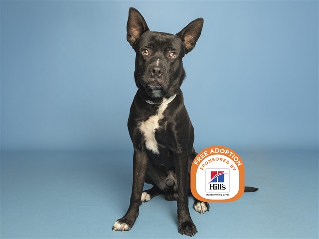 Shelter Stray Male Dog last seen FRONTAGE RD I17 AND NEW RIVER RD, 5501 E Van Buren St, Phoenix, AZ 85008, USA