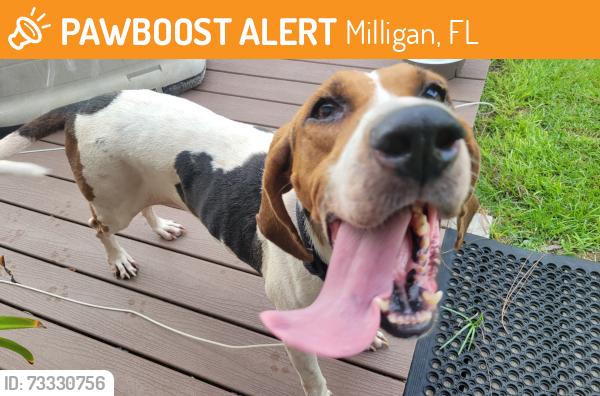 Found/Stray Female Dog last seen Hwy 90 Milligan Florida, Milligan, FL 32531