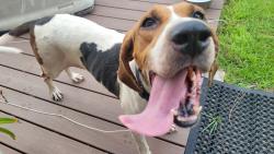 Found/Stray Female Dog last seen Hwy 90 Milligan Florida, Milligan, FL 32531