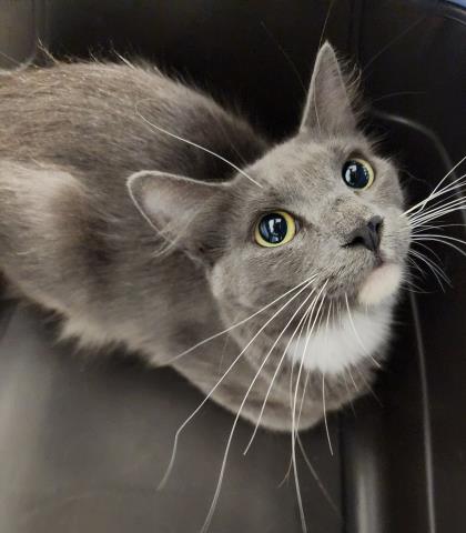 Shelter Stray Female Cat last seen Near BLOCK US-50, GRAND JUNCTION CO 81503, 2080 S Quebec St, Denver, CO 80231, USA