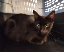 Shelter Stray Female Cat last seen Near BLOCK US-50, GRAND JUNCTION CO 81503, 2080 S Quebec St, Denver, CO 80231, USA