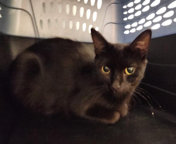 Shelter Stray Female Cat last seen Near BLOCK US-50, GRAND JUNCTION CO 81503, 2080 S Quebec St, Denver, CO 80231, USA