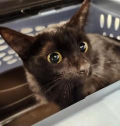 Shelter Stray Female Cat last seen Near BLOCK US-50, GRAND JUNCTION CO 81503, 2080 S Quebec St, Denver, CO 80231, USA