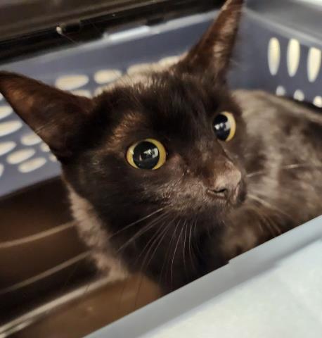 Shelter Stray Female Cat last seen Near BLOCK US-50, GRAND JUNCTION CO 81503, 2080 S Quebec St, Denver, CO 80231, USA