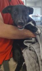 Shelter Stray Male Dog last seen , 2811 SE 29th St, Oklahoma City, OK 73129, USA