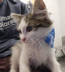 Shelter Stray Female Cat last seen Near BLOCK US-50, GRAND JUNCTION CO 81503, 2080 S Quebec St, Denver, CO 80231, USA