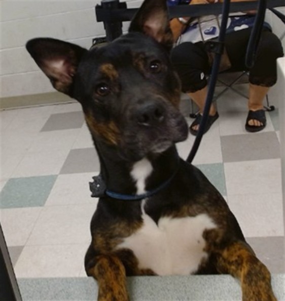 Shelter Stray Unknown Dog last seen FOUND AT LAKE HEFNER, 2811 SE 29th St, Oklahoma City, OK 73129, USA