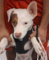 Shelter Stray Female Dog last seen , 2811 SE 29th St, Oklahoma City, OK 73129, USA