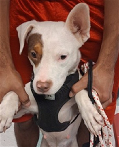 Shelter Stray Female Dog last seen , 2811 SE 29th St, Oklahoma City, OK 73129, USA