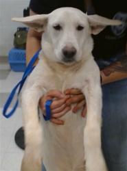 Shelter Stray Female Dog last seen DEL VIEW BAPTIST CHURCH ON BRYANT, 2811 SE 29th St, Oklahoma City, OK 73129, USA