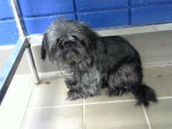 Shelter Stray Female Dog last seen EUBANK AND LOMAS, 8920 Lomas Blvd NE, Albuquerque, NM 87112, USA
