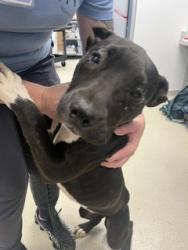Shelter Stray Female Dog last seen ALAMANCE COUNTY, 221 Stone Quarry Rd, Burlington, NC 27217, USA