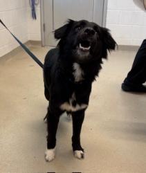 Shelter Stray Male Dog last seen BURLINGTON AC, 221 Stone Quarry Rd, Burlington, NC 27217, USA