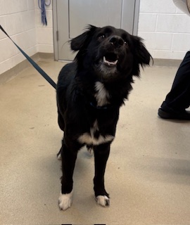 Shelter Stray Male Dog last seen BURLINGTON AC, 221 Stone Quarry Rd, Burlington, NC 27217, USA