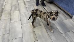 Shelter Stray Female Dog last seen CHARLOTTE, 8315 Byrum Dr, Charlotte, NC 28217, USA