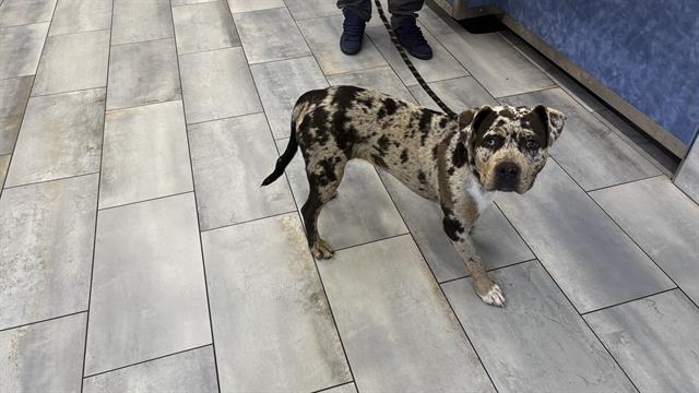 Shelter Stray Female Dog last seen CHARLOTTE, 8315 Byrum Dr, Charlotte, NC 28217, USA