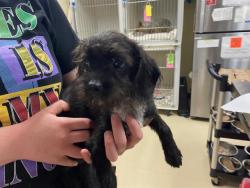Shelter Stray Male Dog last seen Near BLOCK S 9TH PL, 3839 W Burnham St, West Milwaukee, WI 53215, USA