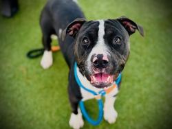 Shelter Stray Male Dog last seen , 2769 Conroy Rd, Orlando, FL 32839, USA