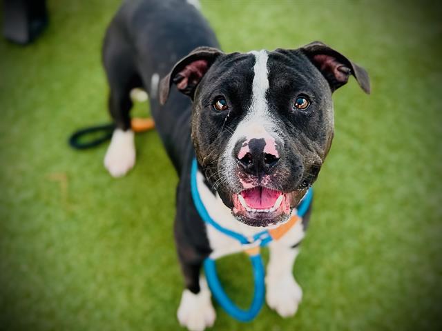 Shelter Stray Male Dog last seen , 2769 Conroy Rd, Orlando, FL 32839, USA
