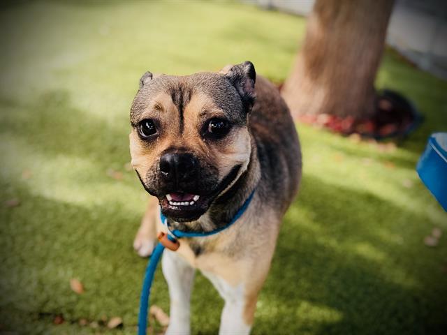 Shelter Stray Female Dog last seen , 2769 Conroy Rd, Orlando, FL 32839, USA