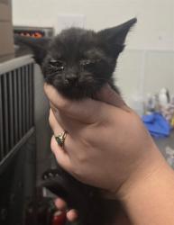 Shelter Stray Male Cat last seen MORNNG DR BAKERSFIELD, 201 S Mt Vernon Ave, Bakersfield, CA 93307, USA