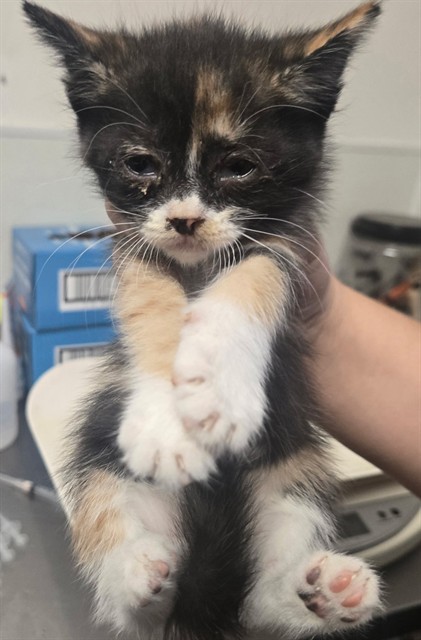 Shelter Stray Female Cat last seen MORNING DRIVE BAKERSFIELD, 201 S Mt Vernon Ave, Bakersfield, CA 93307, USA