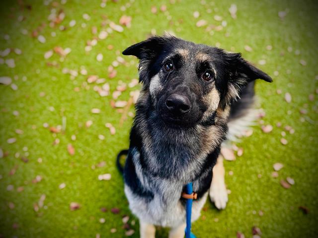 Shelter Stray Female Dog last seen , 2769 Conroy Rd, Orlando, FL 32839, USA