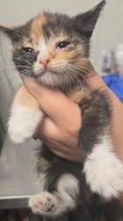 Shelter Stray Female Cat last seen MORNING DRIVE BAKERSFIELD, 201 S Mt Vernon Ave, Bakersfield, CA 93307, USA