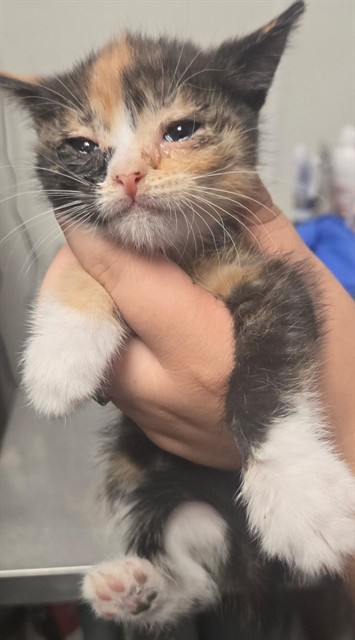 Shelter Stray Female Cat last seen MORNING DRIVE BAKERSFIELD, 201 S Mt Vernon Ave, Bakersfield, CA 93307, USA