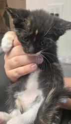 Shelter Stray Female Cat last seen MORNING DRIVE BAKERSFIELD, 201 S Mt Vernon Ave, Bakersfield, CA 93307, USA
