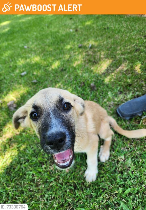 Found/Stray Male Dog last seen Near Dollar General off 221 Chesnee Hwy & I-85, Spartanburg County, SC 29303
