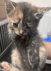 Shelter Stray Female Cat last seen MORNING DRIVE BAKRSFIELD, 201 S Mt Vernon Ave, Bakersfield, CA 93307, USA