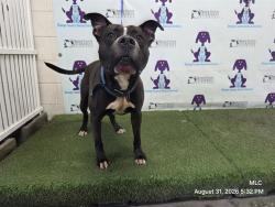 Shelter Stray Male Dog last seen , 2769 Conroy Rd, Orlando, FL 32839, USA