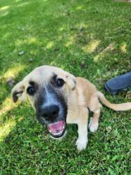 Found/Stray Male Dog last seen Near Dollar General off 221 Chesnee Hwy & I-85, Spartanburg County, SC 29303
